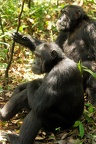 Chimpanzé [fr] - Chimpanzee [en] - Pan troglodytes
