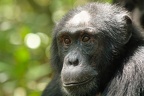 Chimpanzé [fr] - Chimpanzee [en] - Pan troglodytes