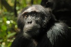 Chimpanzé [fr] - Chimpanzee [en] - Pan troglodytes