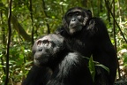 Chimpanzé [fr] - Chimpanzee [en] - Pan troglodytes