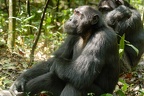Chimpanzé [fr] - Chimpanzee [en] - Pan troglodytes