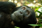 Chimpanzé [fr] - Chimpanzee [en] - Pan troglodytes