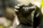 Chimpanzé [fr] - Chimpanzee [en] - Pan troglodytes
