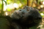 Chimpanzé [fr] - Chimpanzee [en] - Pan troglodytes