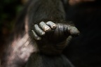 Chimpanzé [fr] - Chimpanzee [en] - Pan troglodytes