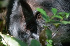 Chimpanzé [fr] - Chimpanzee [en] - Pan troglodytes