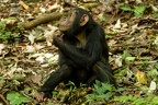 Chimpanzé [fr] - Chimpanzee [en] - Pan troglodytes