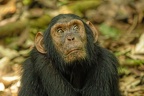 Chimpanzé [fr] - Chimpanzee [en] - Pan troglodytes