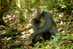Chimpanzé [fr] - Chimpanzee [en] - Pan troglodytes