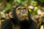 Chimpanzé [fr] - Chimpanzee [en] - Pan troglodytes