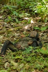 Chimpanzé [fr] - Chimpanzee [en] - Pan troglodytes