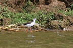 Echasse blanche [fr] - Black-winged stilt [en] - Himantopus himantopus