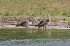 Ouette d'Égypte [fr] - Egyptian Goose [en] - Alopochen aegyptiaca