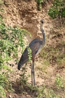 Héron goliath [fr] - Goliath Heron [en] - Ardea goliath