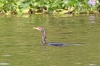 Cormoran africain [fr] - Reed Cormorant [en] - Microcarbo africanus