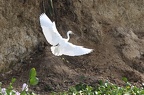 Aigrette garzette [fr] - Little Egret [en] - Egretta garzetta