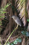 Nycticorax
