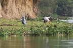 Héron cendré & Tantale ibis [fr] - Grey Heron & Yellow-billed Stork [en] - Ardea cinerea  & Mycteria ibis