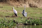 Héron cendré & Tantale ibis [fr] - Grey Heron & Yellow-billed Stork [en] - Ardea cinerea  & Mycteria ibis