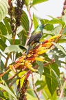 Souimanga bronzé [fr] - Bronzy Sunbird [en] - Nectarinia kilimensis