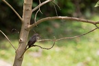 Gobemouche des marais [fr] - Swamp Flycatcher [en] - Muscicapa aquatica