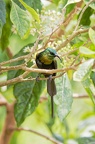 Souimanga bronzé [fr] - Bronzy Sunbird [en] - Nectarinia kilimensis