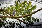 Autour gabar [fr] - Gabar Goshawk [en] - Micronisus gabar