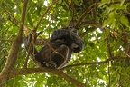 Hominidae