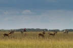 Bangwelu wetlands, Zambia (3766 visits) Bangwelu wetlands, Zambia