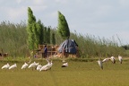 Bangwelu wetlands, Zambia (1986 visits) Bangwelu wetlands, Zambia