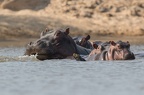 Hippopotamidae