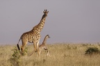 Giraffidae