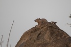 Procaviidae