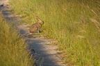 Lagomorpha