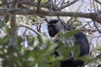 Colobus