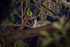 Galagidae