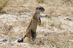 Sciuridae