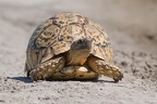 Testidinidae