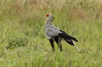 Sagittariidae