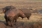 Hippopotame [fr] - Hippopotamus [en] - Hippopotamus amphibius