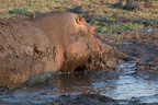 Hippopotame [fr] - Hippopotamus [en] - Hippopotamus amphibius