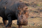 Hippopotame [fr] - Hippopotamus [en] - Hippopotamus amphibius