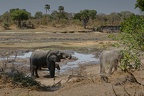 Hippopotame [fr] - Hippopotamus [en] - Hippopotamus amphibius