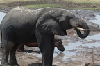 Hippopotame [fr] - Hippopotamus [en] - Hippopotamus amphibius