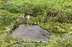Jacanidae
