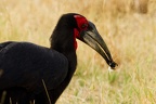 Bucorvidae