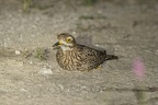 Charadriiformes