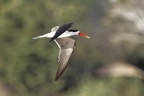 Laridae