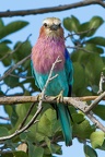 Coraciidae