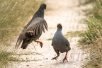 Phasianidae